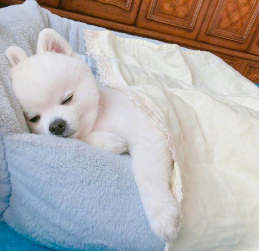 三个月的小狗一天要睡多久正常