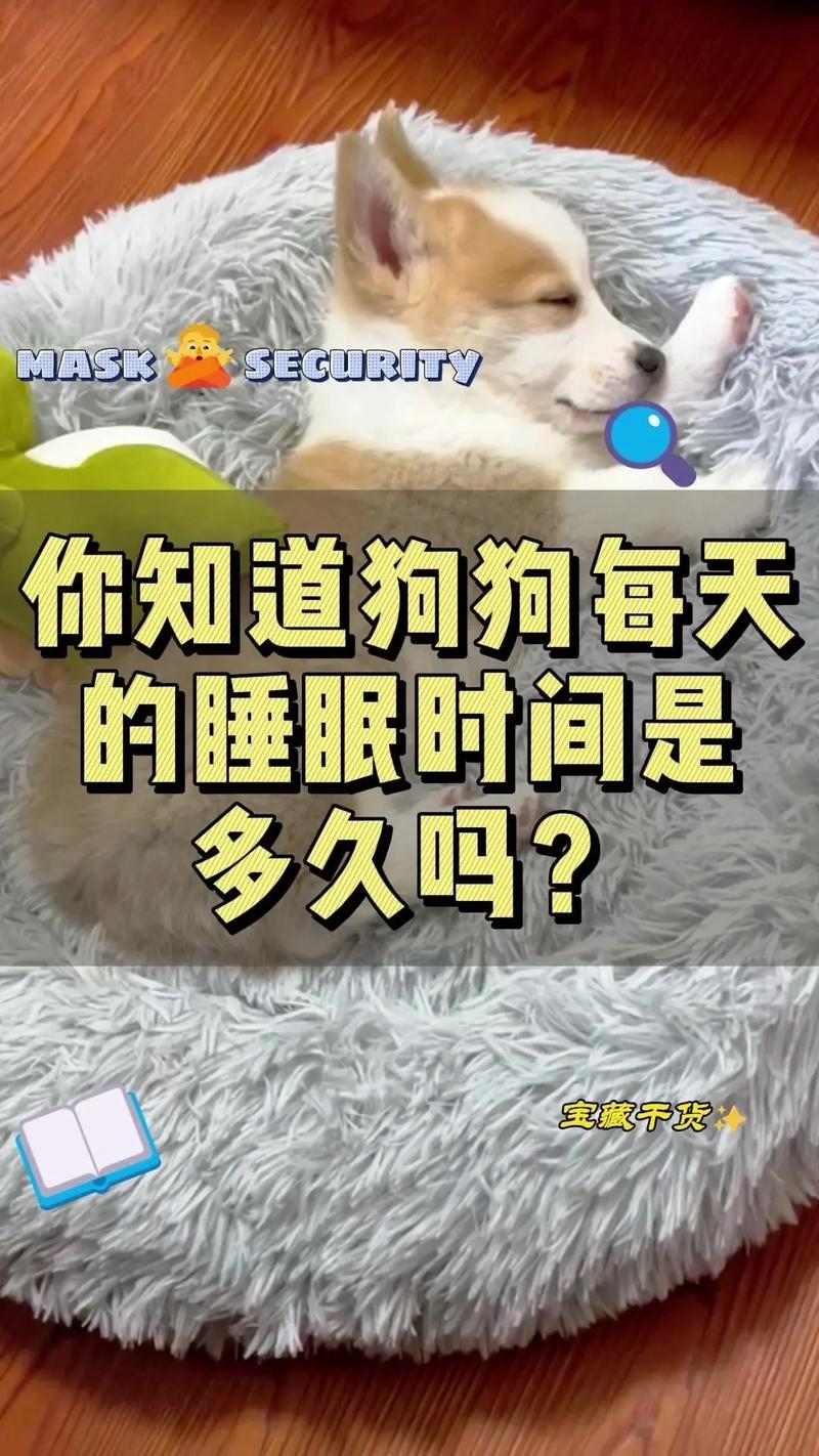 正常狗狗晚上几点睡觉