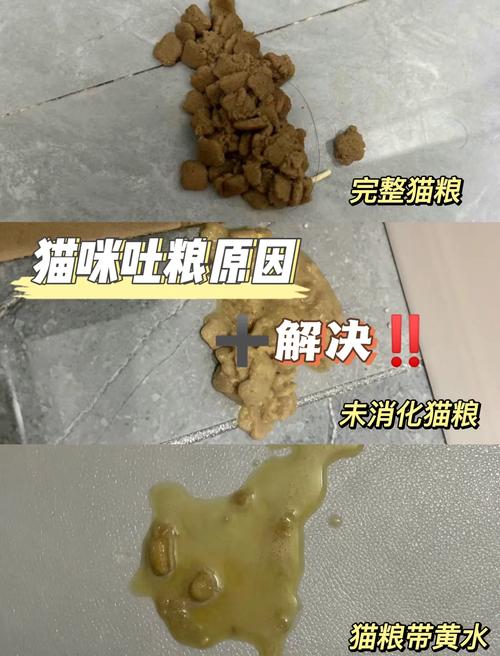 猫吃猫粮吐了
