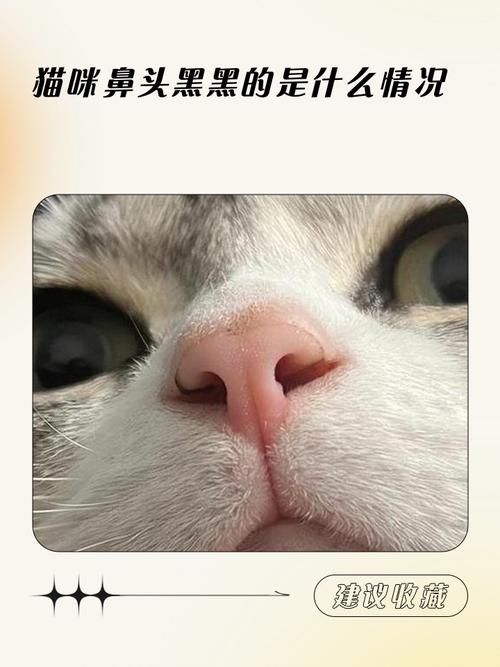 猫鼻子黑正常吗