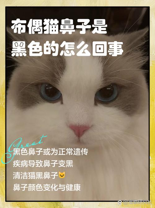 猫咪黑鼻子怎么回事