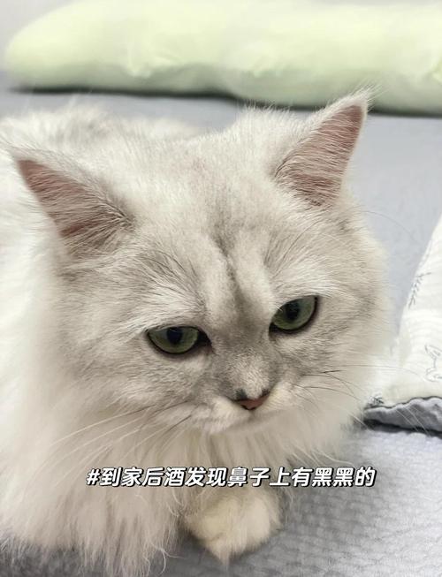 猫咪为什么鼻子变黑了呢