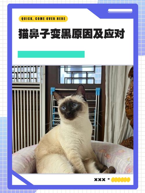 猫的鼻子由粉变黑