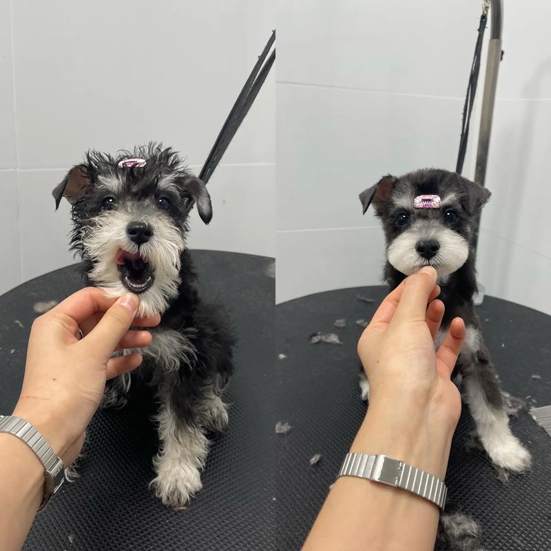 狗狗为什么剪尾巴