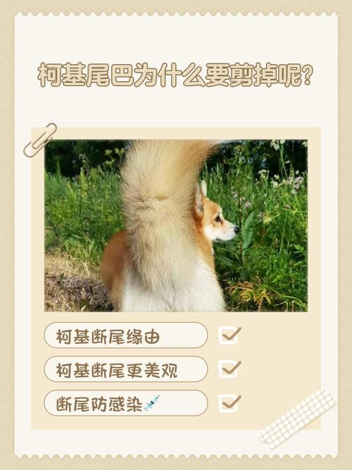 为什么有的狗狗尾巴会被剪掉
