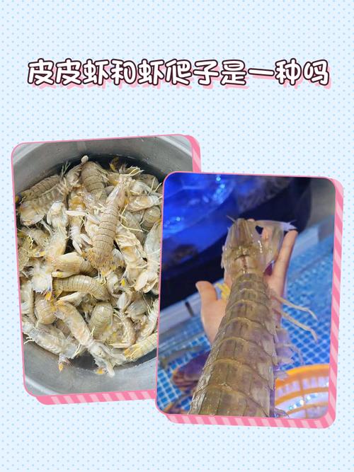 小狗狗可以吃皮皮虾吗?就是虾爬子、属于海鲜