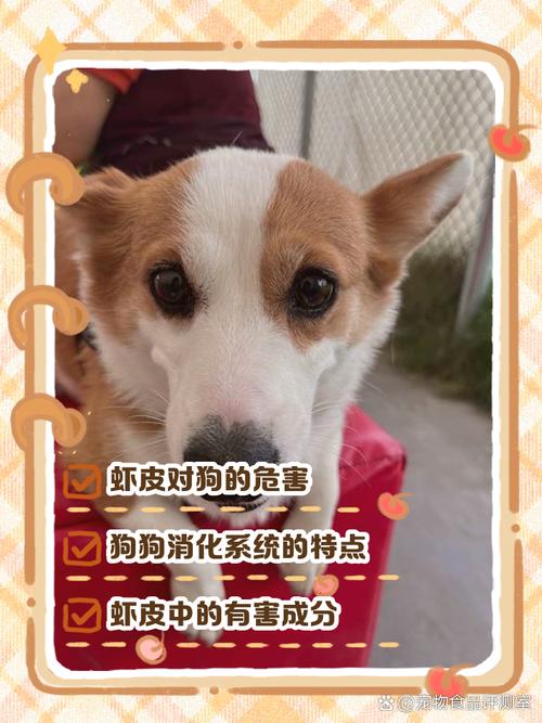 狗狗吃了皮皮虾之后第二天没有精神怎么办