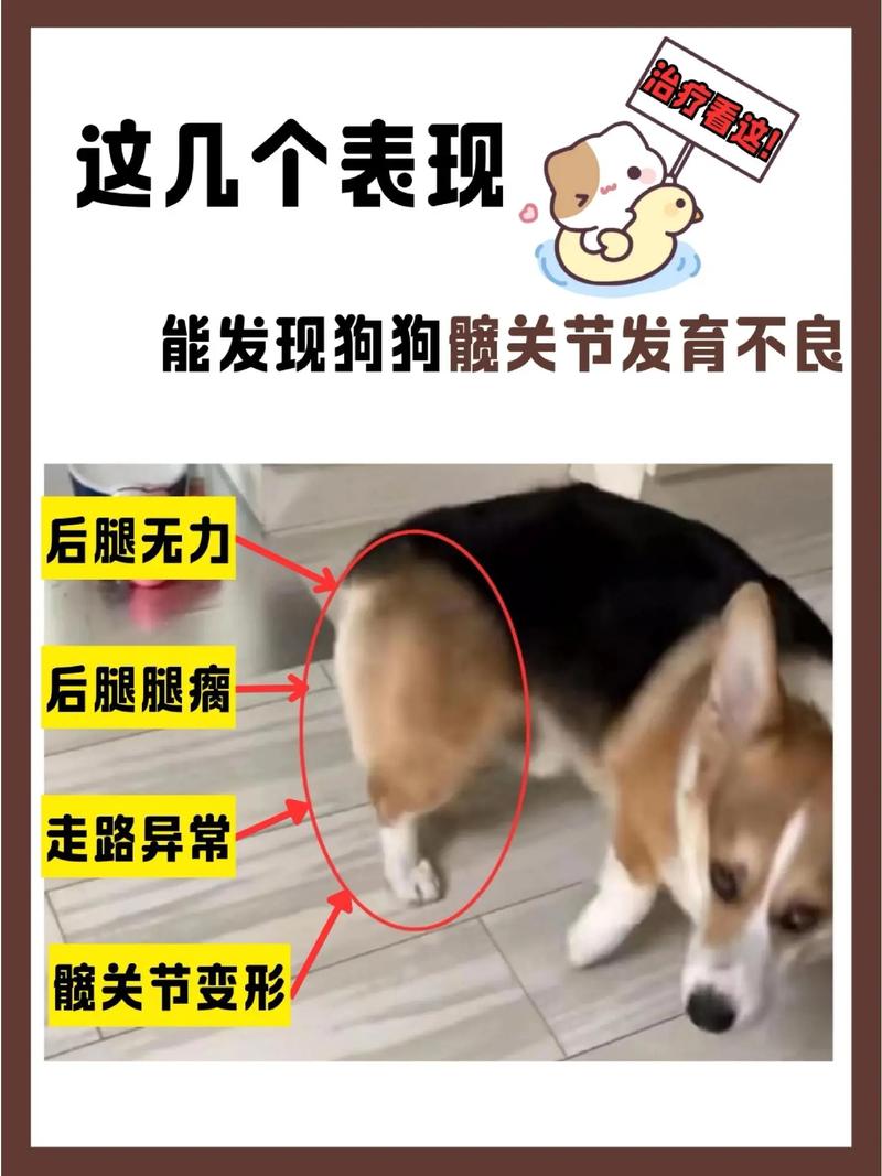 狗狗髋关节发育不良症状有哪些