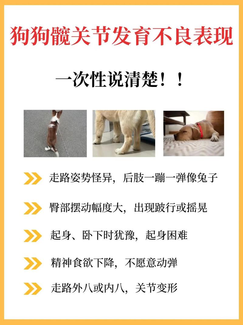 狗狗髋关节发育不良的症状