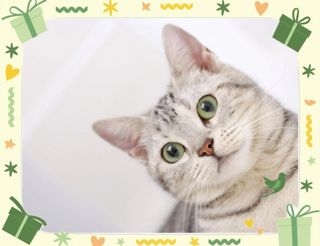 猫咪三个月毛球症