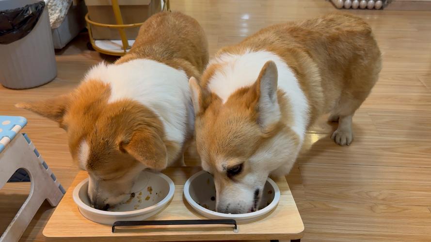 狗狗多大能吃饭啊