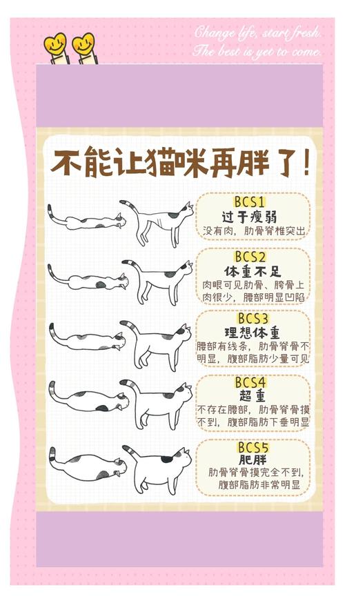 如何给猫咪增肥