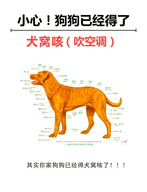 狗狗咳嗽能洗澡吗