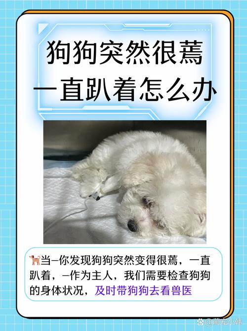 狗狗一阵一阵的发抖一直趴在地上什么原因