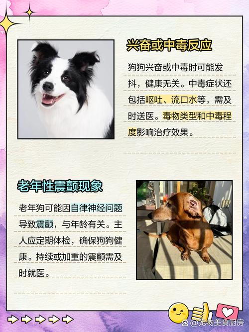 狗浑身发抖是怎么回事