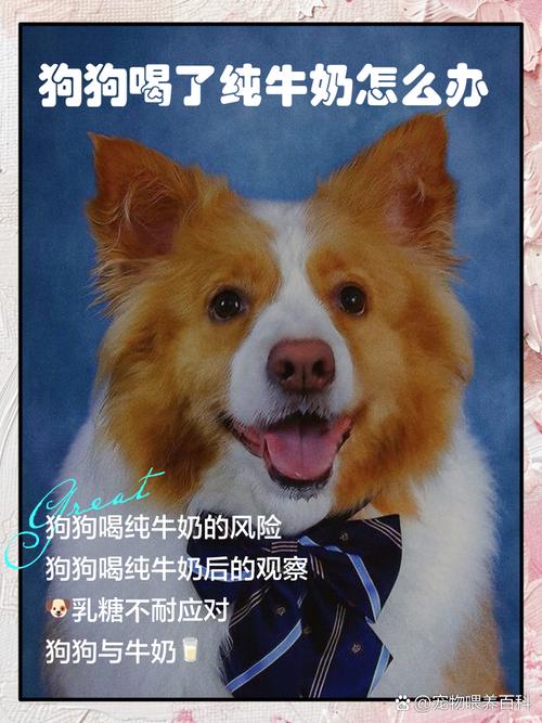 狗狗喝了牛奶怎么办