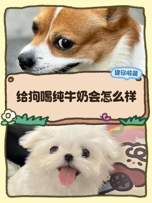 狗喝纯牛奶了怎么办