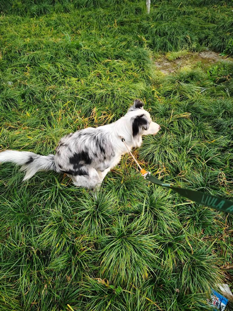 最近养了一年多的边牧又开始乱拉屎拉尿?