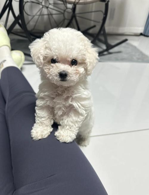 狗狗老是乱拉屎拉尿怎么办