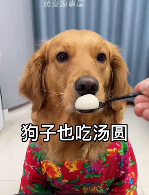 能喂狗狗吃汤圆吗?