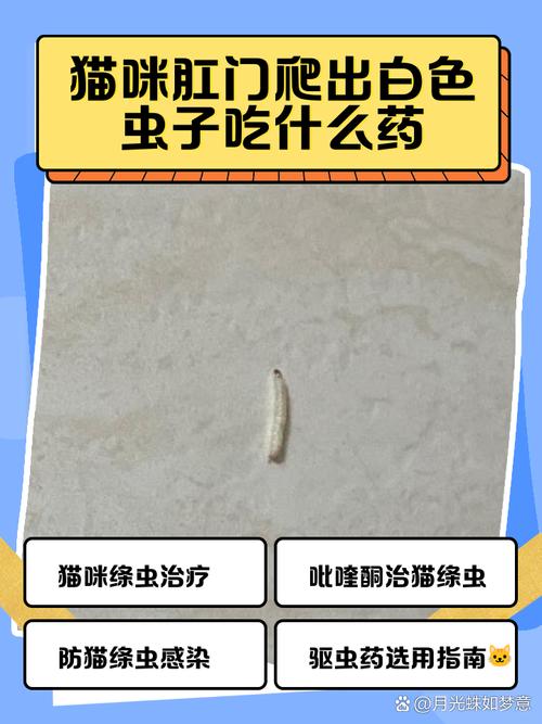 猫咪患上猫绦虫吃什么好?