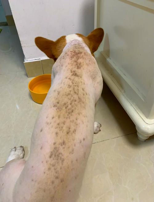 狗狗夏天多少度觉得热