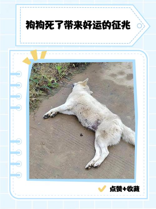 狗狗摔了以后多久会死