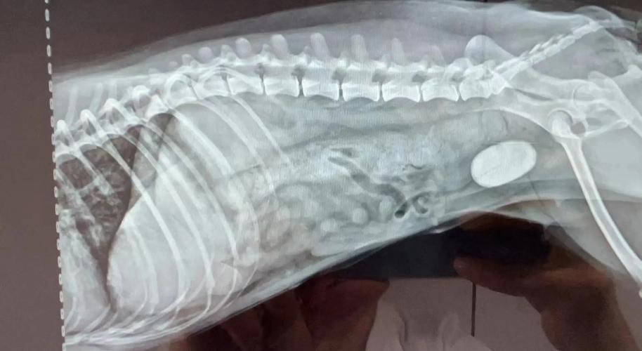 狗狗膀胱破裂后多久会死?