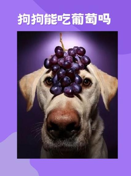 狗把葡萄皮吃了会不会有事