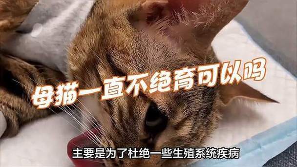 猫咪到底该不该绝育呢?我猜你有这样的误区!