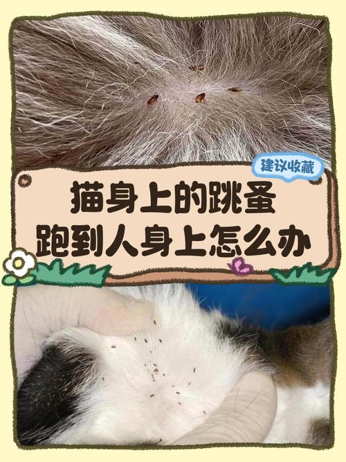 猫跳蚤会到人身上吗