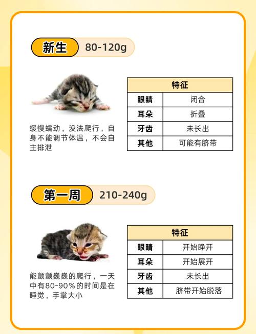 如何看出猫咪的真实年龄呢?方法(一)