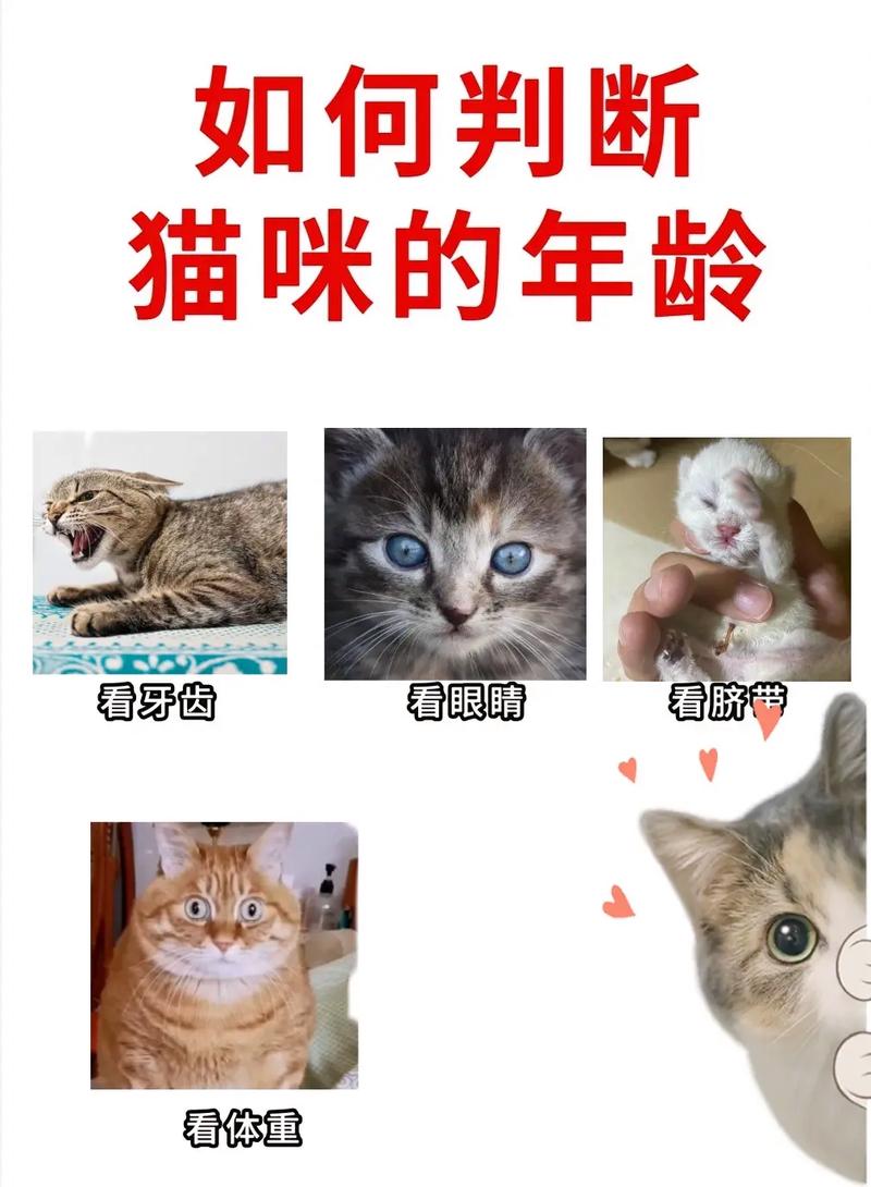 科普——教你如何判断猫咪的年龄