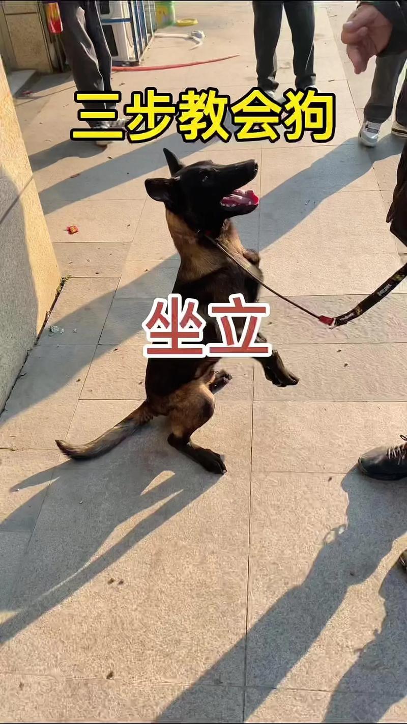 如何训练好狗狗坐下?姿势一定要正确!