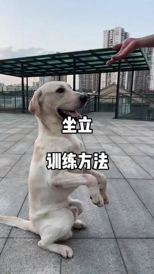 怎样训练狗狗坐下蹲下起立