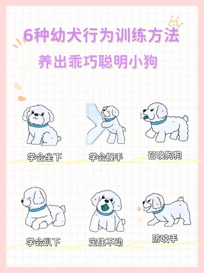 如何训练好狗狗坐下