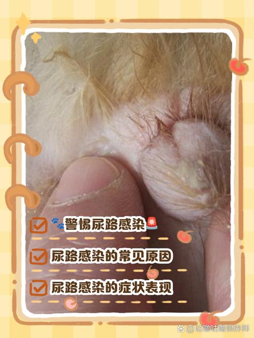 狗尿道感染症状碘伏