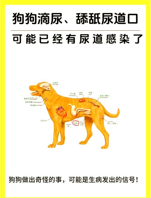 狗狗尿道感染怎么办