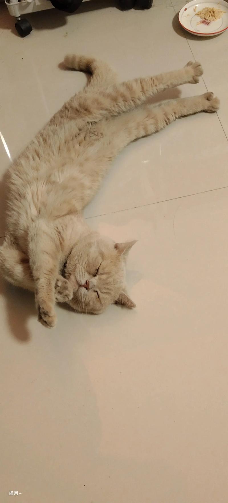 母猫隔多久可以生第二窝