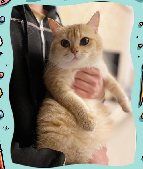 猫咪配种一般需要几天