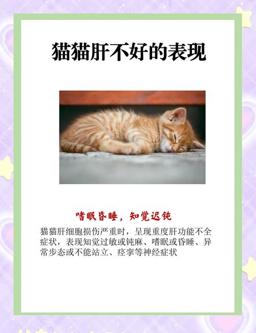 猫咪内脏受损会有哪些表现?