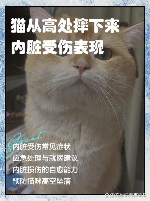 猫咪内脏受损会有哪些征兆
