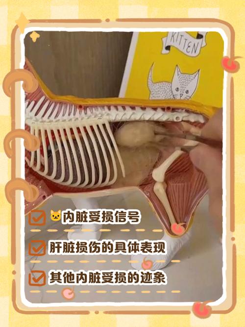 小猫被门夹了会不会有内伤