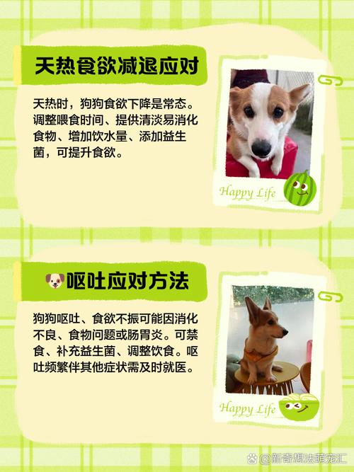 狗感冒就喝水不吃饭怎么回事