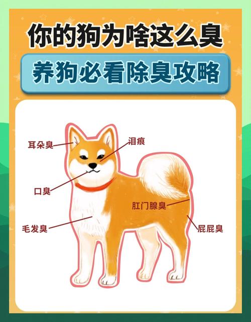 7招让狗狗身上不再有异味|新手养狗收藏