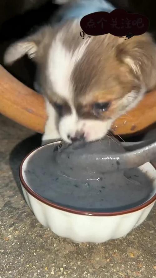 狗狗能吃黑芝麻么