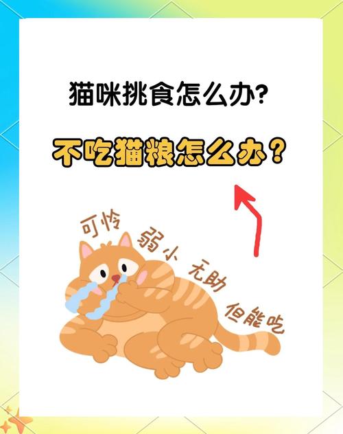猫咪很挑不吃猫粮怎么办