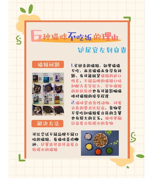 猫咪不肯吃猫粮怎么办
