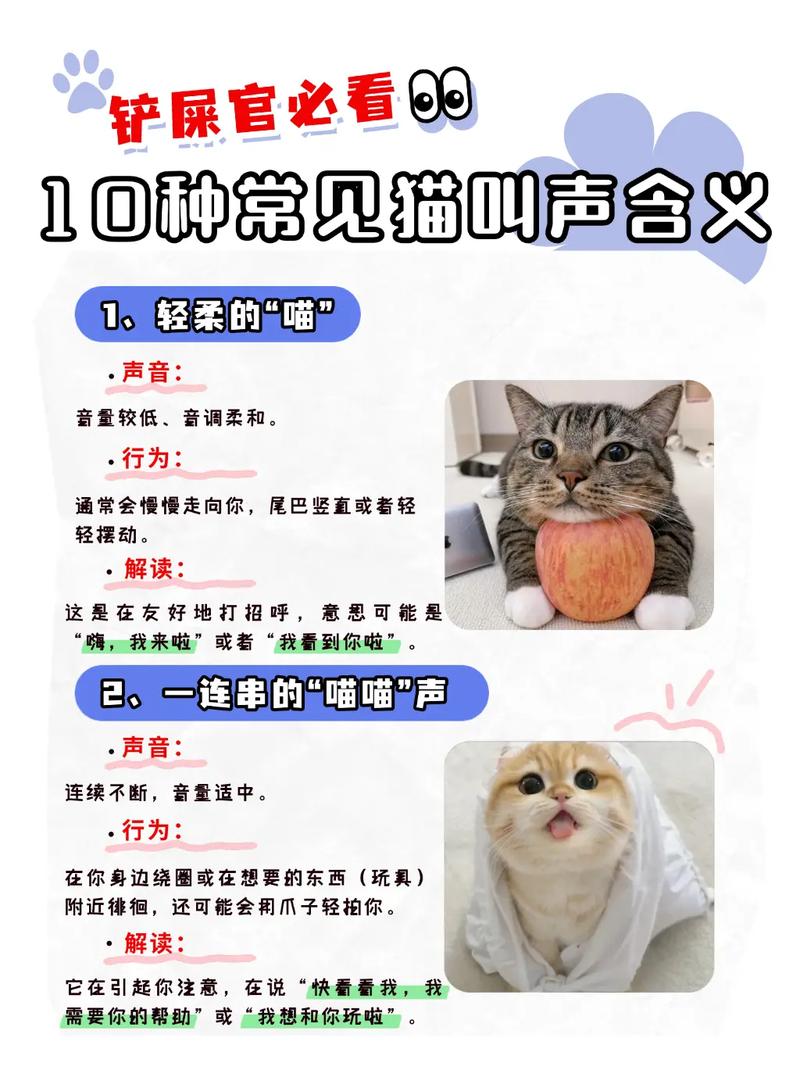 猫猫是什么意思