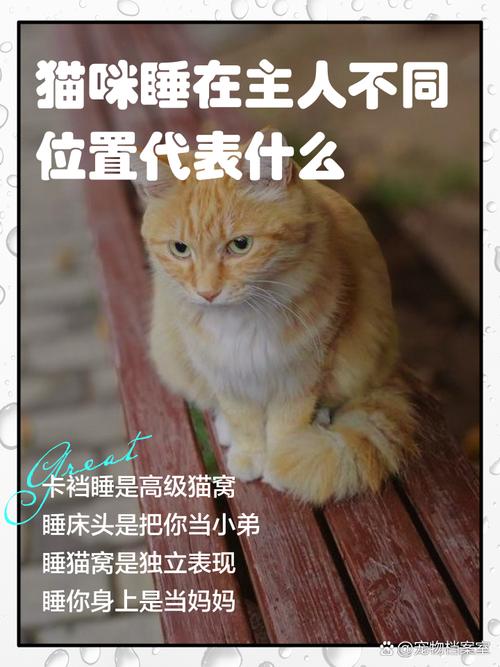 主人猫猫是什么意思?